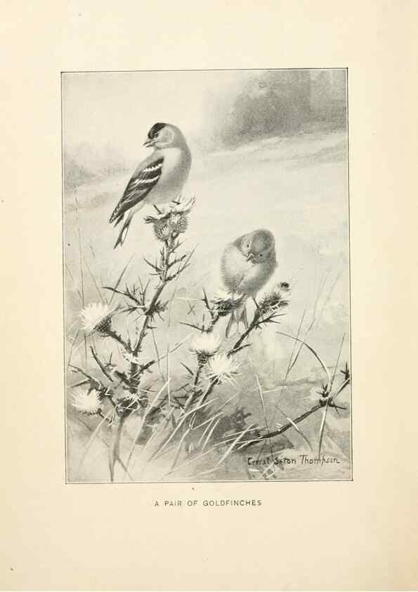 Reproducción/Reproduction 9092249751: Bird world :. Boston :Ginn,c1898.