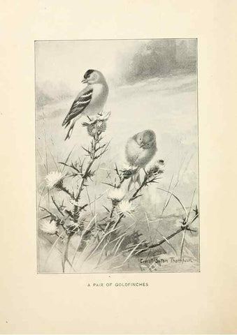 Reproducción/Reproduction 9092249751: Bird world :. Boston :Ginn,c1898.