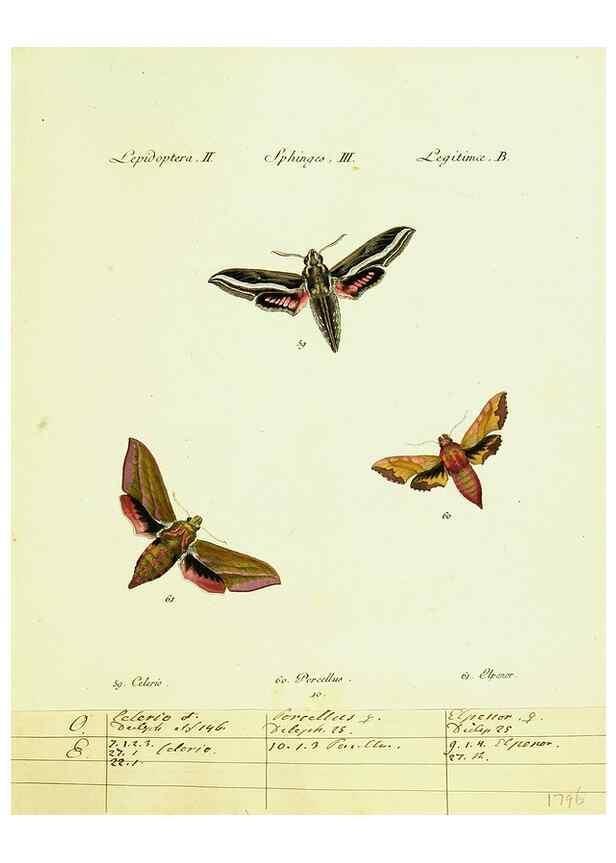 Reproducción/Reproduction 9101514898: Hübner's papilio. S.l. :s.n.,1796-1841