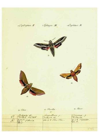 Reproducción/Reproduction 9101514898: Hübner's papilio. S.l. :s.n.,1796-1841