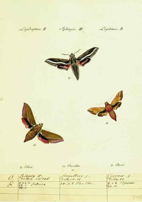 Reproducción/Reproduction 9101514898: Hübner's papilio. S.l. :s.n.,1796-1841