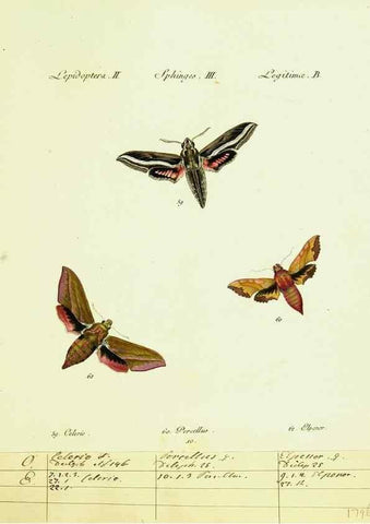 Reproducción/Reproduction 9101514898: Hübner's papilio. S.l. :s.n.,1796-1841