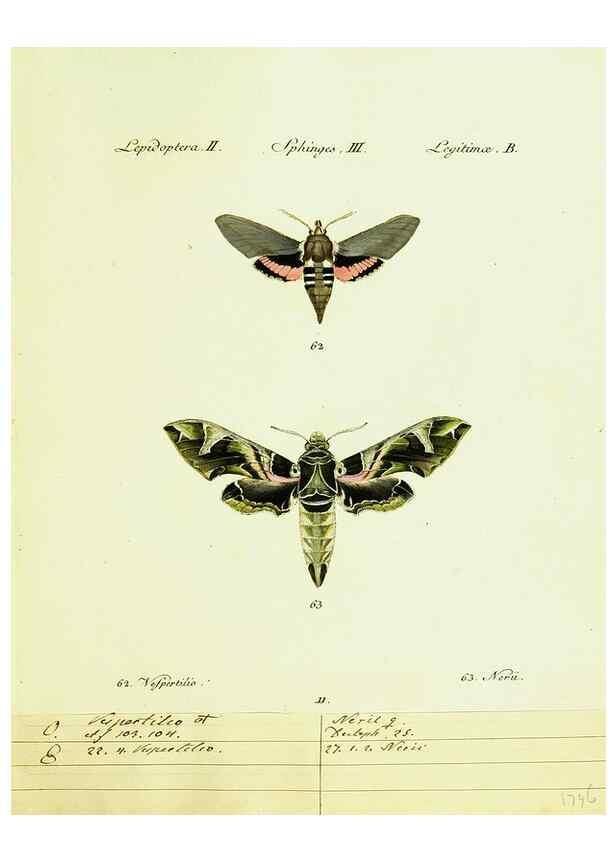 Reproducción/Reproduction 9101516108: Hübner's papilio. S.l. :s.n.,1796-1841