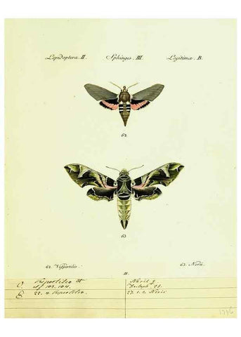 Reproducción/Reproduction 9101516108: Hübner's papilio. S.l. :s.n.,1796-1841