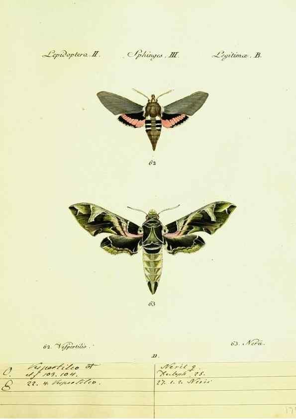 Reproducción/Reproduction 9101516108: Hübner's papilio. S.l. :s.n.,1796-1841
