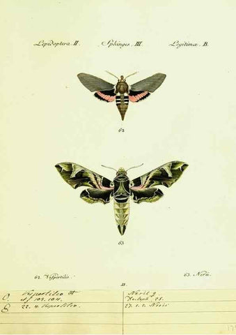 Reproducción/Reproduction 9101516108: Hübner's papilio. S.l. :s.n.,1796-1841