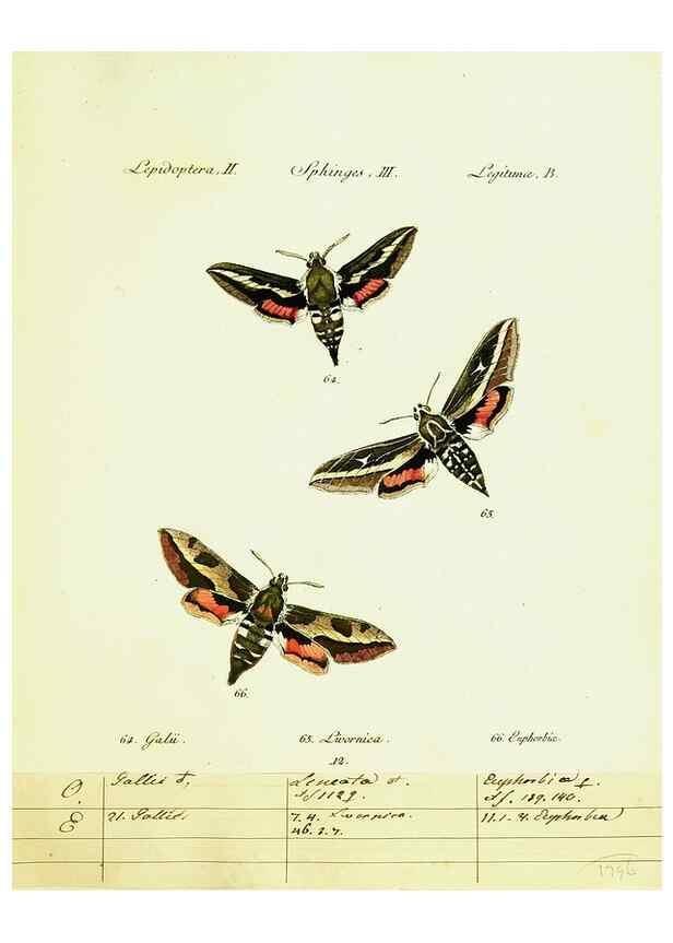 Reproducción/Reproduction 9101517348: Hübner's papilio. S.l. :s.n.,1796-1841