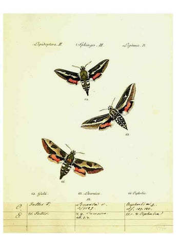 Reproducción/Reproduction 9101517348: Hübner's papilio. S.l. :s.n.,1796-1841