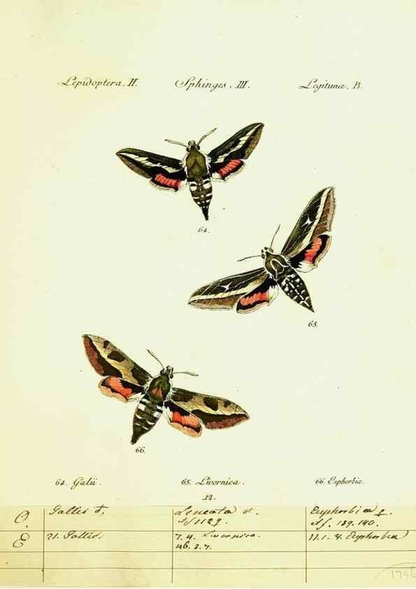 Reproducción/Reproduction 9101517348: Hübner's papilio. S.l. :s.n.,1796-1841