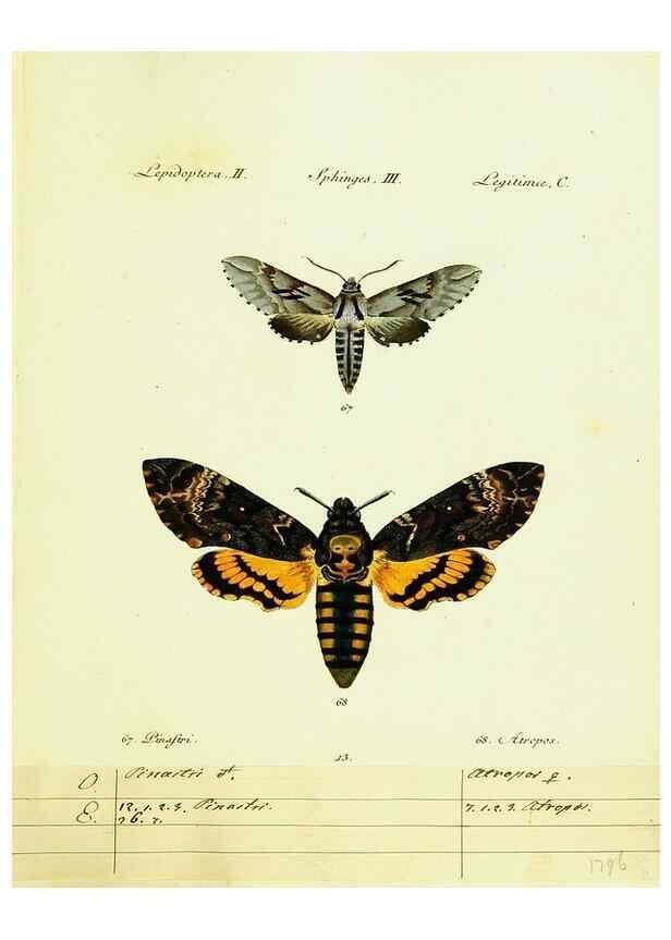 Reproducción/Reproduction 9101519640: Hübner's papilio. S.l. :s.n.,1796-1841