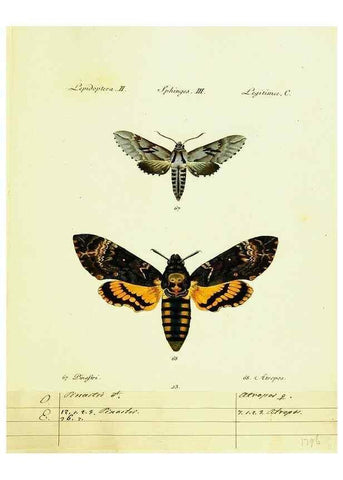 Reproducción/Reproduction 9101519640: Hübner's papilio. S.l. :s.n.,1796-1841
