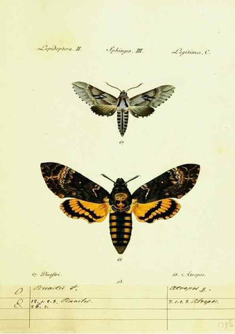 Reproducción/Reproduction 9101519640: Hübner's papilio. S.l. :s.n.,1796-1841