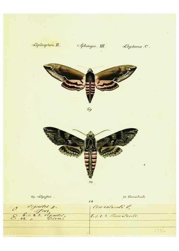 Reproducción/Reproduction 9099289647: Hübner's papilio. S.l. :s.n.,1796-1841
