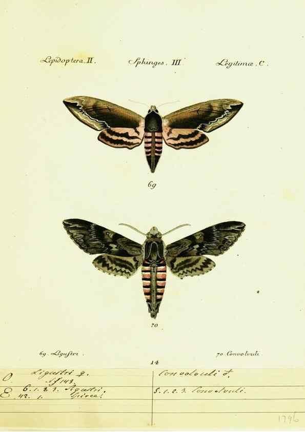 Reproducción/Reproduction 9099289647: Hübner's papilio. S.l. :s.n.,1796-1841