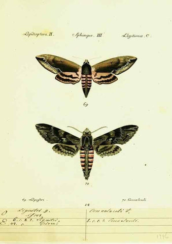 Reproducción/Reproduction 9099289647: Hübner's papilio. S.l. :s.n.,1796-1841