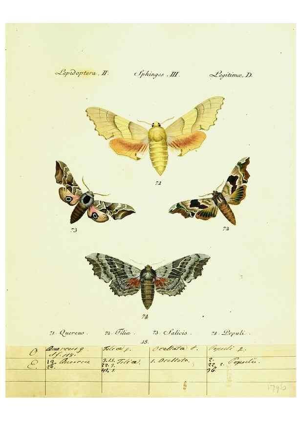 Reproducción/Reproduction 9099291581: Hübner's papilio. S.l. :s.n.,1796-1841