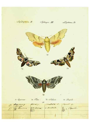 Reproducción/Reproduction 9099291581: Hübner's papilio. S.l. :s.n.,1796-1841