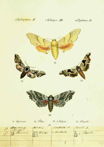 Reproducción/Reproduction 9099291581: Hübner's papilio. S.l. :s.n.,1796-1841