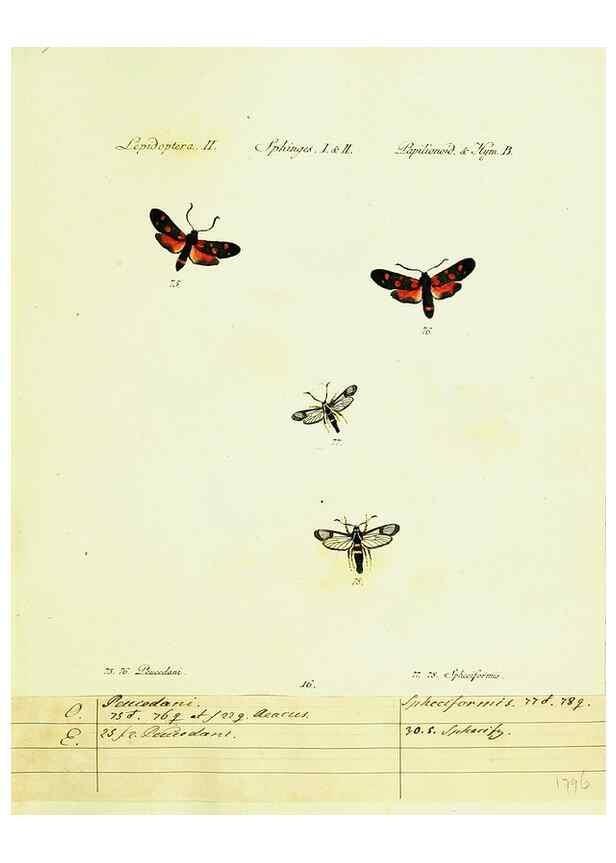 Reproducción/Reproduction 9101524992: Hübner's papilio. S.l. :s.n.,1796-1841