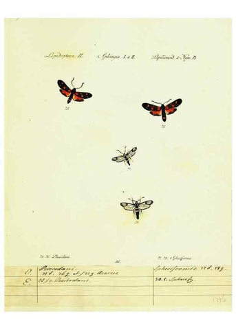 Reproducción/Reproduction 9101524992: Hübner's papilio. S.l. :s.n.,1796-1841