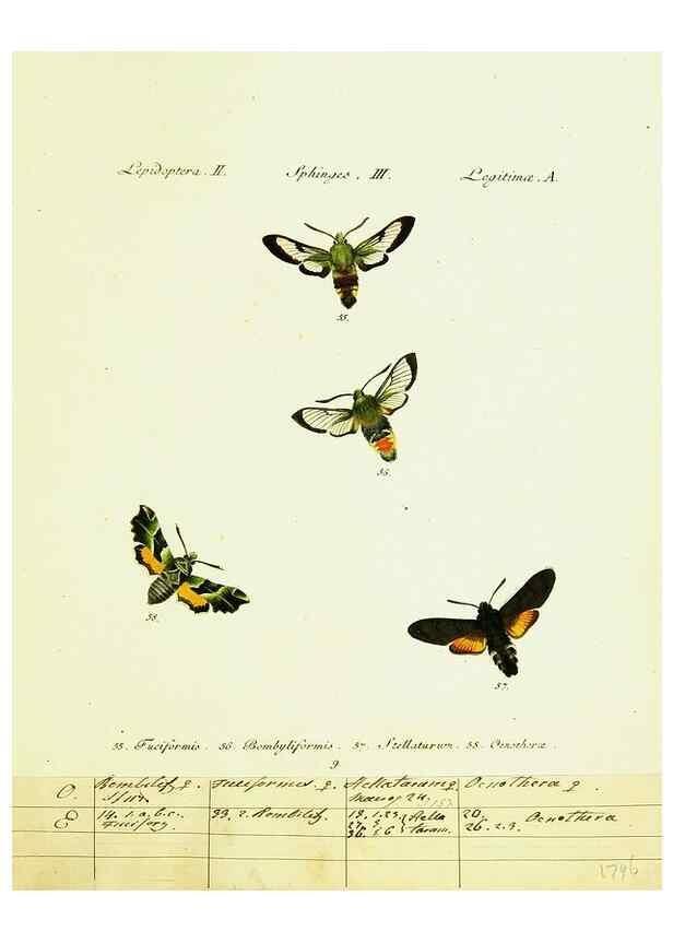 Reproducción/Reproduction 9101513706: Hübner's papilio. S.l. :s.n.,1796-1841