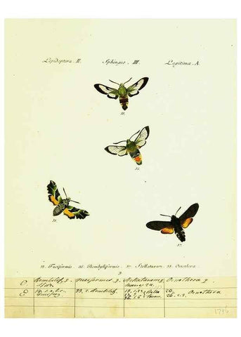 Reproducción/Reproduction 9101513706: Hübner's papilio. S.l. :s.n.,1796-1841
