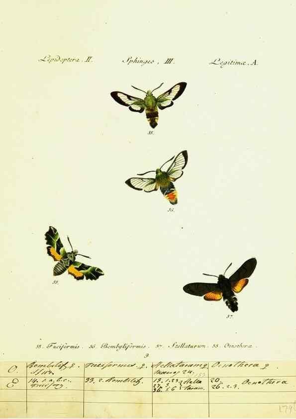 Reproducción/Reproduction 9101513706: Hübner's papilio. S.l. :s.n.,1796-1841