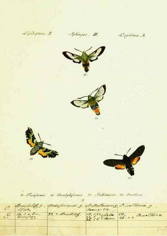 Reproducción/Reproduction 9101513706: Hübner's papilio. S.l. :s.n.,1796-1841