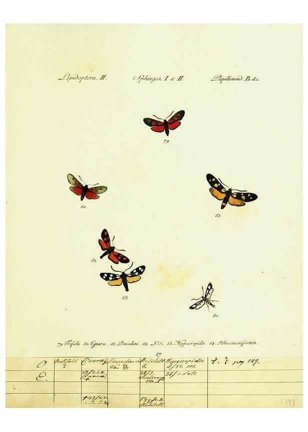 Reproducción/Reproduction 9099294733: Hübner's papilio. S.l. :s.n.,1796-1841