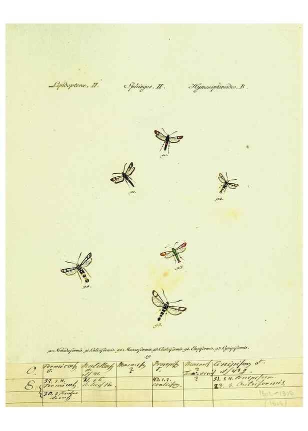 Reproducción/Reproduction 9101529110: Hübner's papilio. S.l. :s.n.,1796-1841