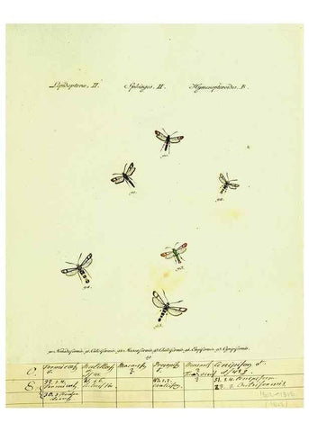 Reproducción/Reproduction 9101529110: Hübner's papilio. S.l. :s.n.,1796-1841