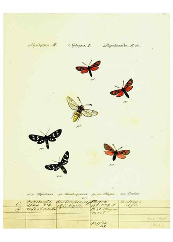 Reproducción/Reproduction 9101530780: Hübner's papilio. S.l. :s.n.,1796-1841