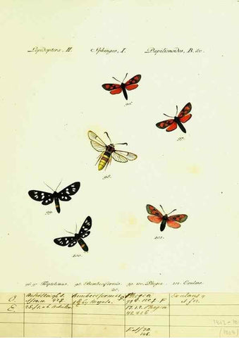 Reproducción/Reproduction 9101530780: Hübner's papilio. S.l. :s.n.,1796-1841