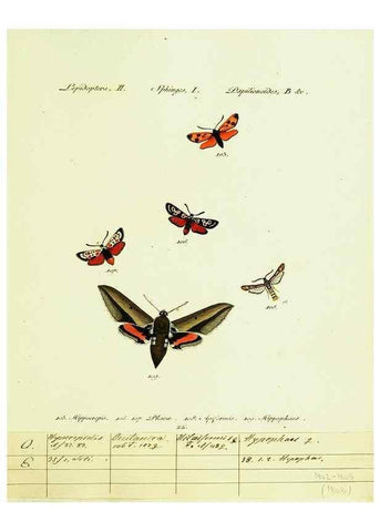 Reproducción/Reproduction 9101532058: Hübner's papilio. S.l. :s.n.,1796-1841