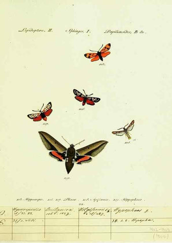 Reproducción/Reproduction 9101532058: Hübner's papilio. S.l. :s.n.,1796-1841