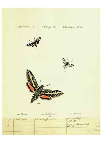 Reproducción/Reproduction 9099301405: Hübner's papilio. S.l. :s.n.,1796-1841