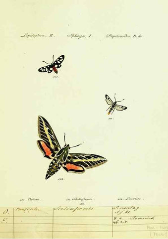 Reproducción/Reproduction 9099301405: Hübner's papilio. S.l. :s.n.,1796-1841