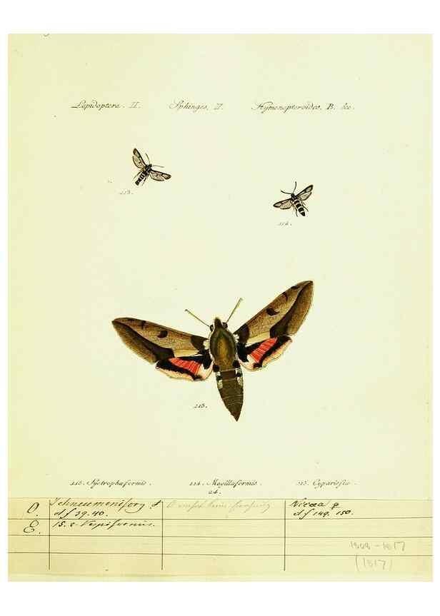 Reproducción/Reproduction 9101534440: Hübner's papilio. S.l. :s.n.,1796-1841