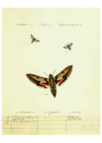 Reproducción/Reproduction 9101534440: Hübner's papilio. S.l. :s.n.,1796-1841