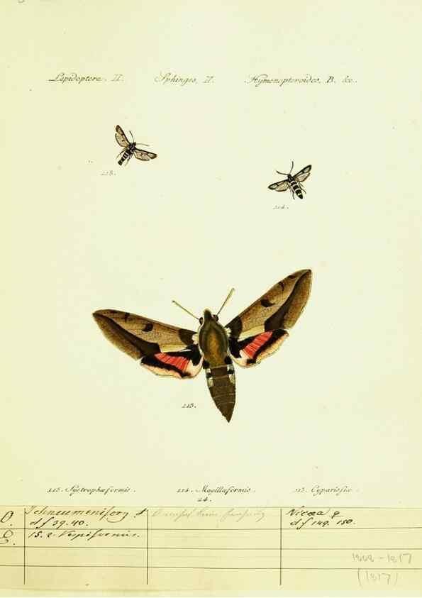 Reproducción/Reproduction 9101534440: Hübner's papilio. S.l. :s.n.,1796-1841