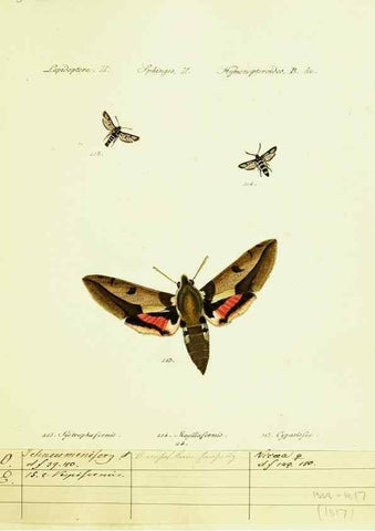 Reproducción/Reproduction 9101534440: Hübner's papilio. S.l. :s.n.,1796-1841