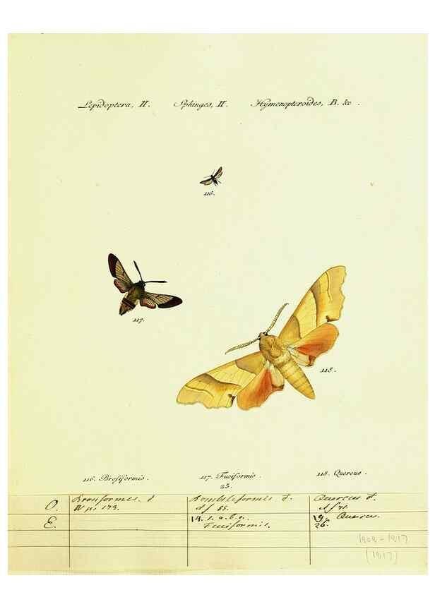 Reproducción/Reproduction 9101535648: Hübner's papilio. S.l. :s.n.,1796-1841