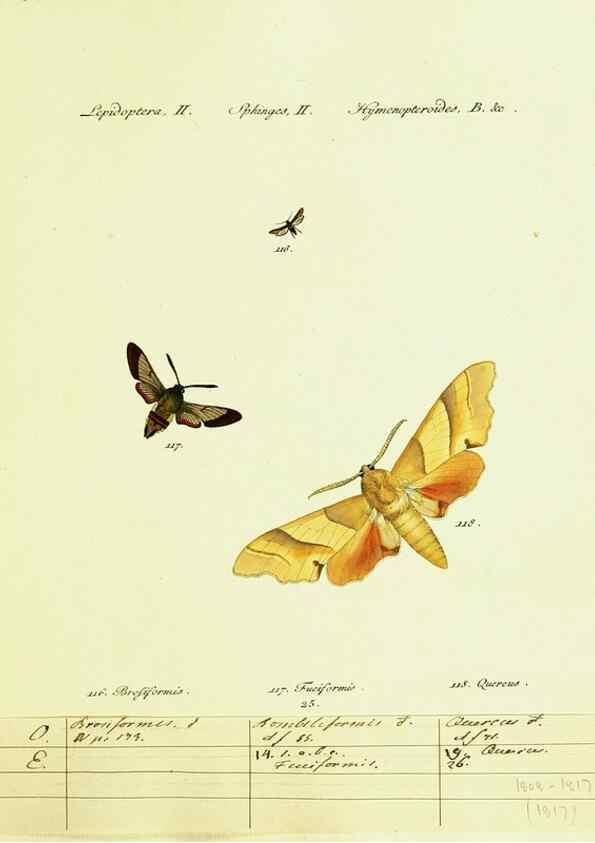 Reproducción/Reproduction 9101535648: Hübner's papilio. S.l. :s.n.,1796-1841