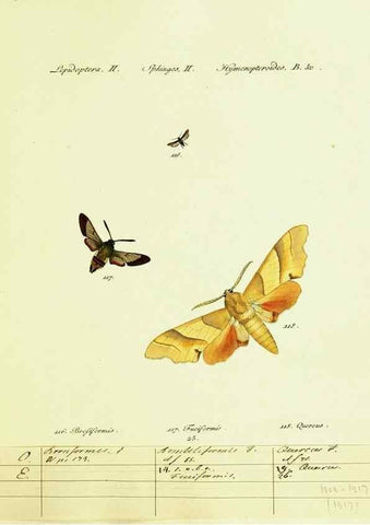 Reproducción/Reproduction 9101535648: Hübner's papilio. S.l. :s.n.,1796-1841
