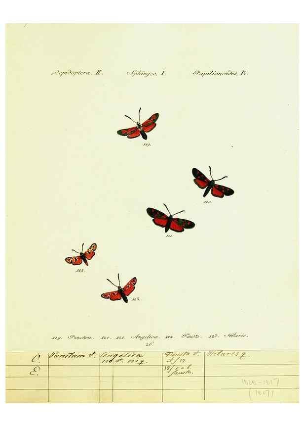Reproducción/Reproduction 9101536884: Hübner's papilio. S.l. :s.n.,1796-1841
