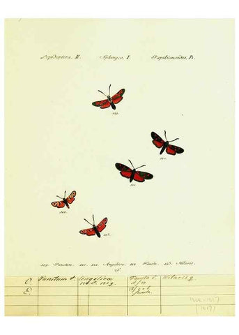 Reproducción/Reproduction 9101536884: Hübner's papilio. S.l. :s.n.,1796-1841