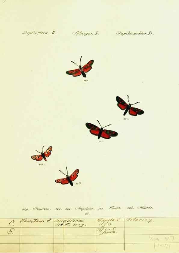 Reproducción/Reproduction 9101536884: Hübner's papilio. S.l. :s.n.,1796-1841