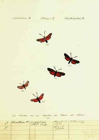 Reproducción/Reproduction 9101536884: Hübner's papilio. S.l. :s.n.,1796-1841