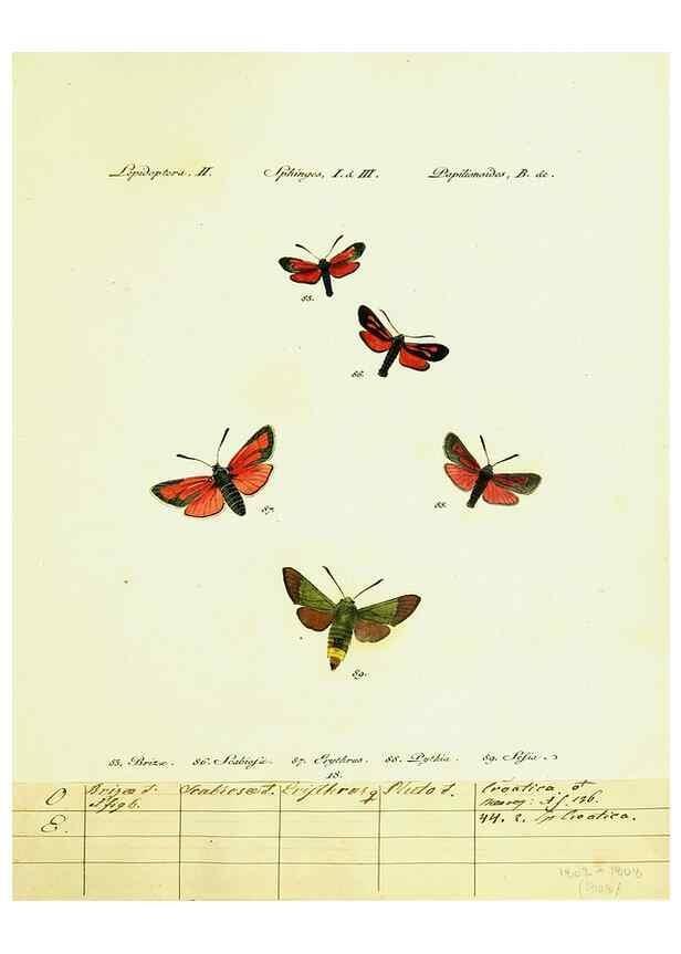 Reproducción/Reproduction 9099295837: Hübner's papilio. S.l. :s.n.,1796-1841