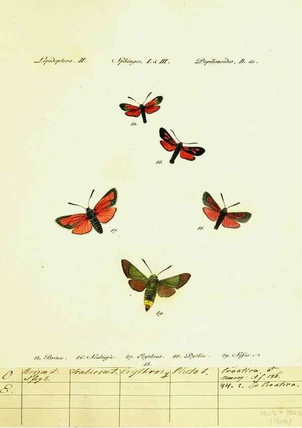 Reproducción/Reproduction 9099295837: Hübner's papilio. S.l. :s.n.,1796-1841